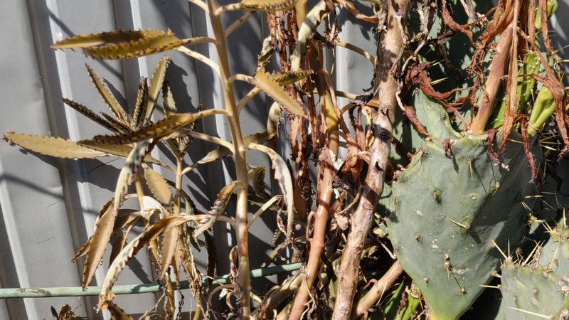 コダカラベンケイとウチワサボテン 横浜市旭区今宿西町
