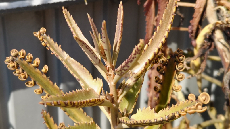 コダカラベンケイの不定芽 横浜市旭区今宿西町