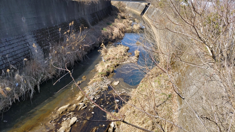 アオサギ 横浜市旭区今宿南町