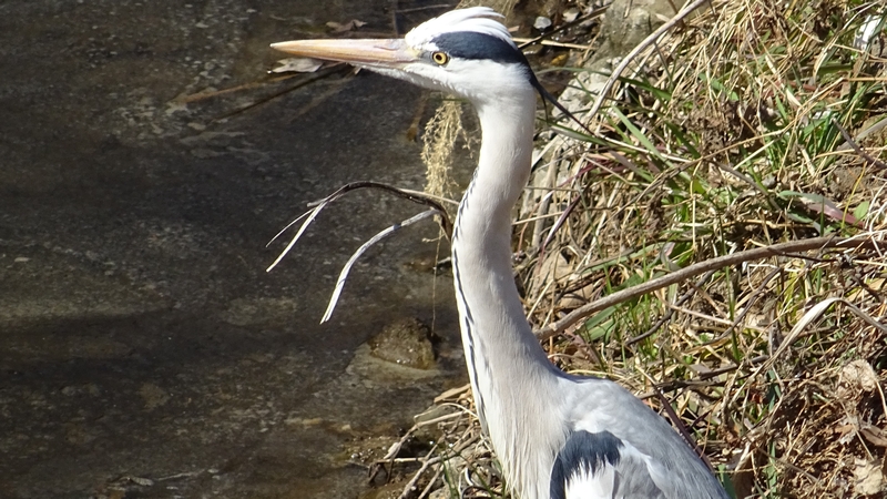 アオサギ 横浜市旭区今宿南町
