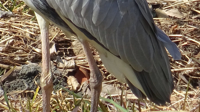 アオサギ 横浜市旭区今宿南町