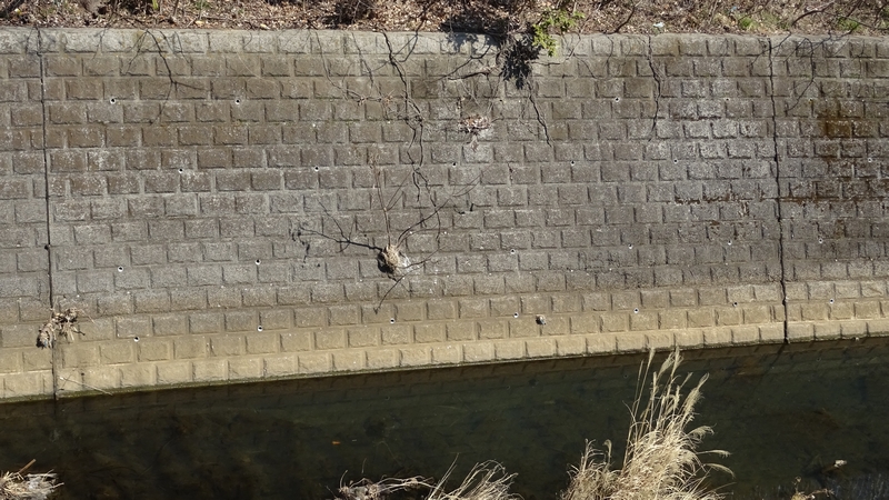 ヒヨドリの巣？ 横浜市旭区今宿南町