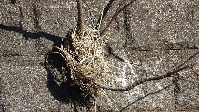 ヒヨドリの巣？ 横浜市旭区今宿南町