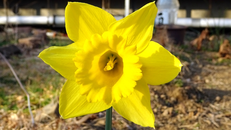 ラッパズイセンの花 横浜市旭区今宿南町