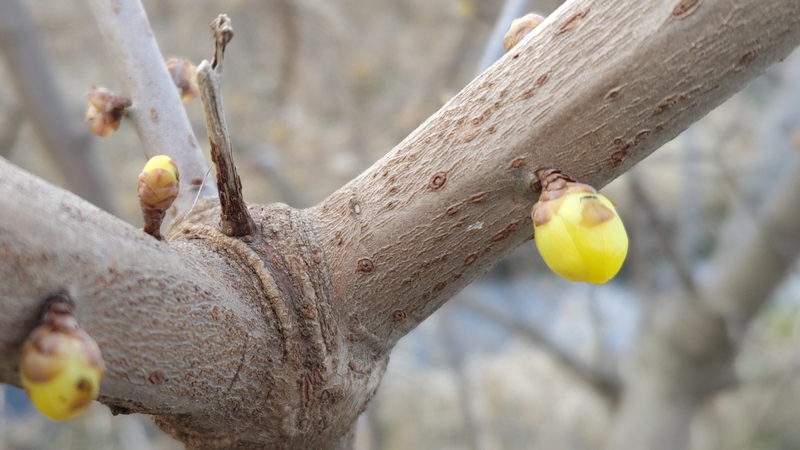 ロウバイの蕾 横浜市旭区今宿南町