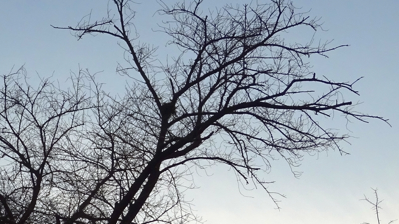 鳥の巣 横浜市旭区鶴ヶ峰本町