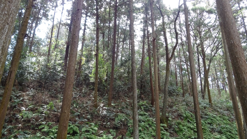 追分市民の森 横浜市旭区矢指町追分市民の森