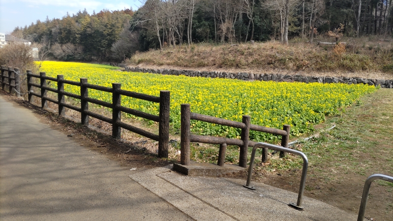 アブラナの花 横浜市旭区矢指町追分市民の森