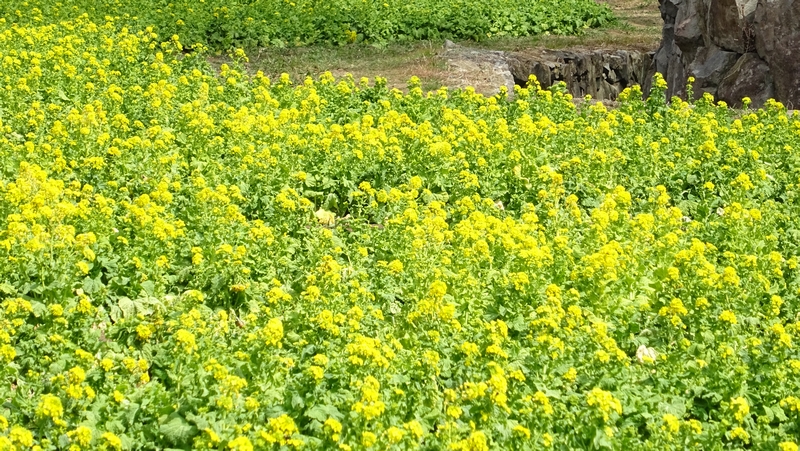 アブラナの花 横浜市旭区矢指町追分市民の森