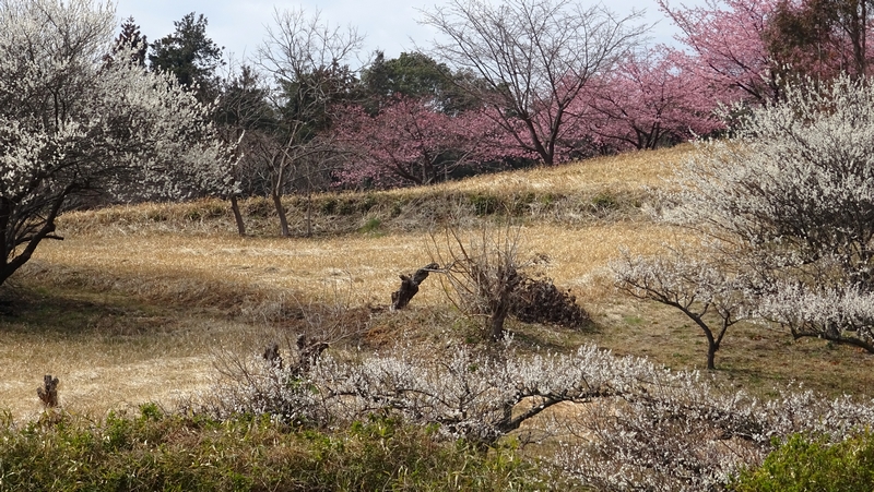 ウメの花 横浜市旭区矢指町追分市民の森