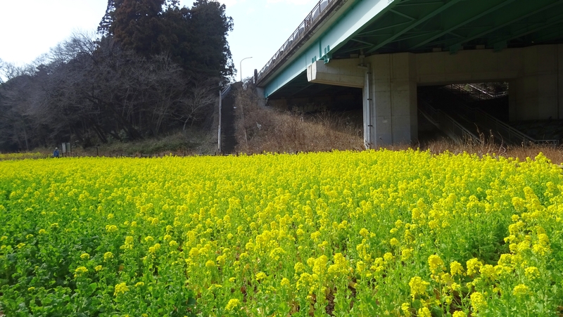 アブラナの花 横浜市旭区矢指町追分市民の森