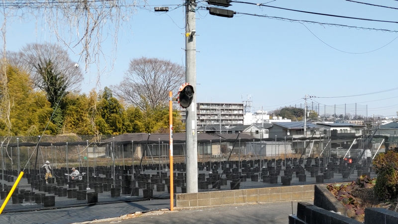 ブルーベリーの栽培 横浜市旭区今宿南町