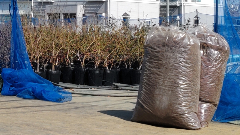 ブルーベリーの栽培 横浜市旭区今宿南町