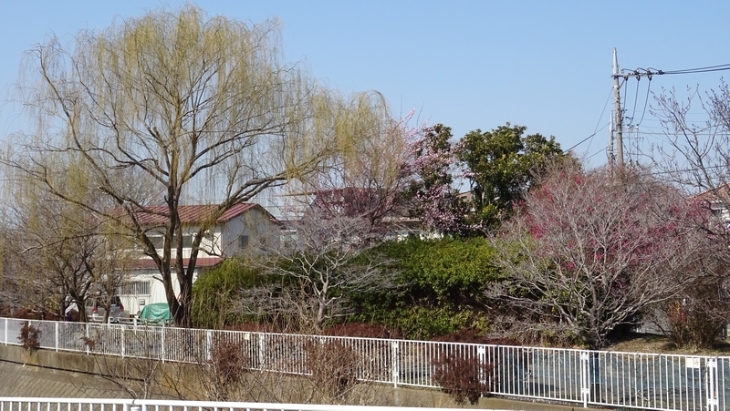 シダレヤナギ、ウメの花 横浜市旭区今宿西町