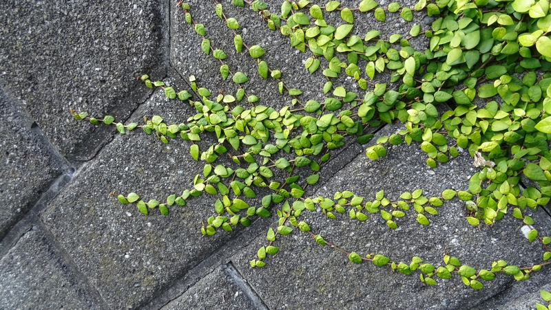 ヒメイタビ 横浜市旭区鶴ヶ峰鶴ヶ峰公園