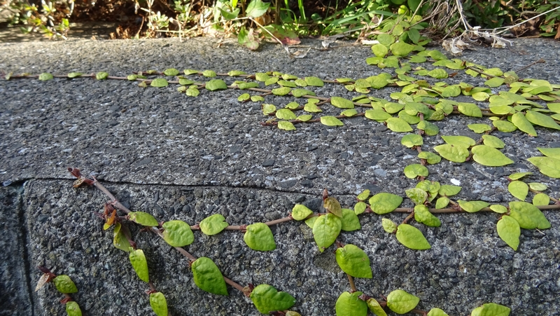 ヒメイタビ 横浜市旭区鶴ヶ峰鶴ヶ峰公園