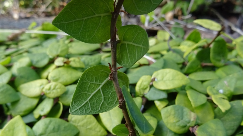 ヒメイタビ 横浜市旭区鶴ヶ峰鶴ヶ峰公園