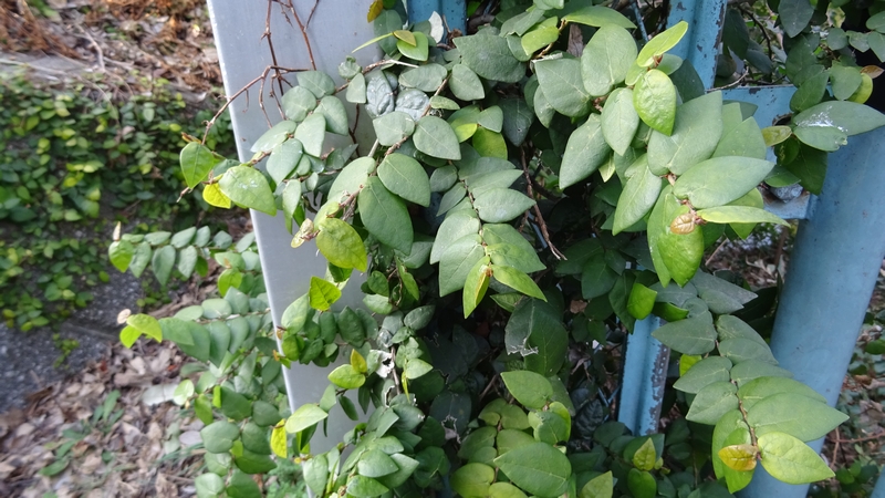 ヒメイタビ 横浜市旭区鶴ヶ峰鶴ヶ峰公園