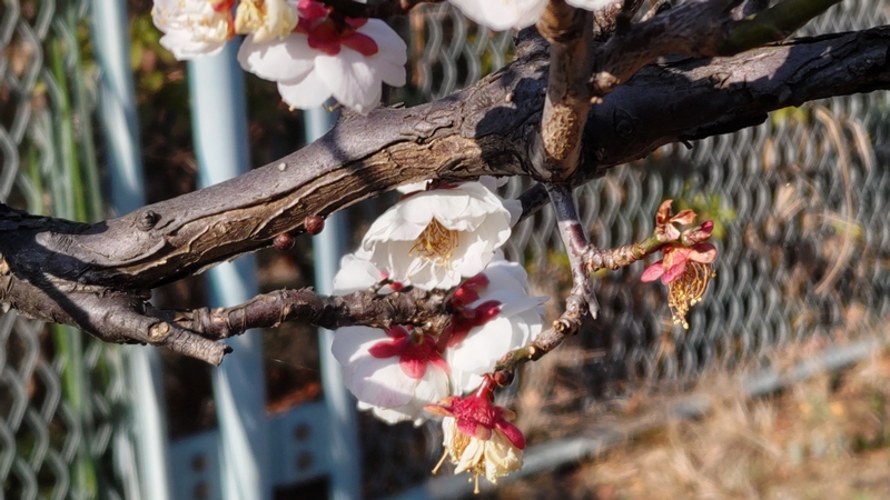 アンズの花 横浜市旭区鶴ヶ峰