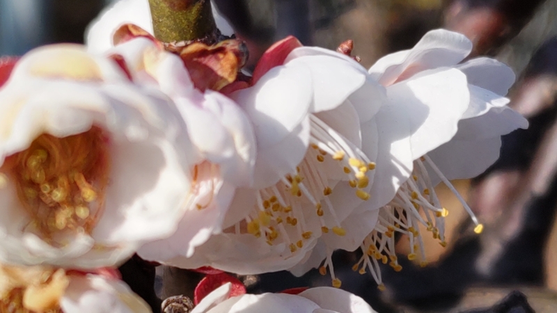 アンズの花 横浜市旭区鶴ヶ峰