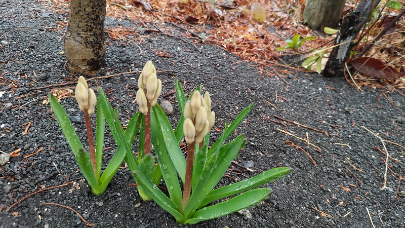ヒヤシンスの蕾 川崎市幸区創造のもり