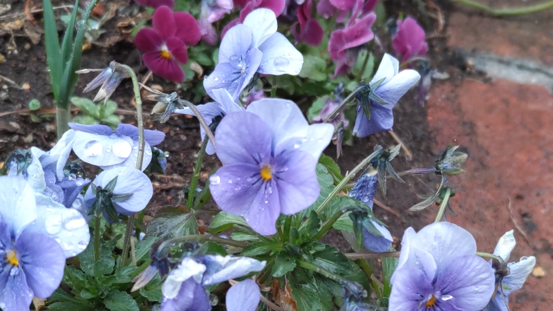 パンジーの花 川崎市幸区さいわいふるさと公園