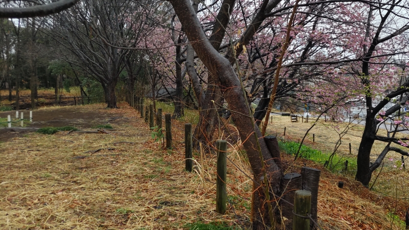 カワヅザクラの花 川崎市幸区さいわいふるさと公園