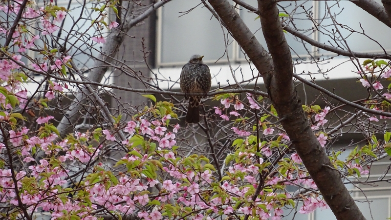 カワヅザクラとヒヨドリ 川崎市幸区さいわいふるさと公園