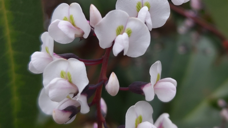 ヒトツバマメの花 川崎市幸区さいわいふるさと公園