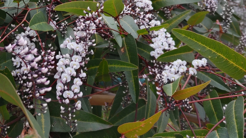 ヒトツバマメの花 川崎市幸区さいわいふるさと公園