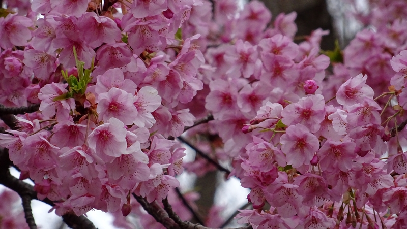 カワヅザクラの花 川崎市幸区さいわいふるさと公園