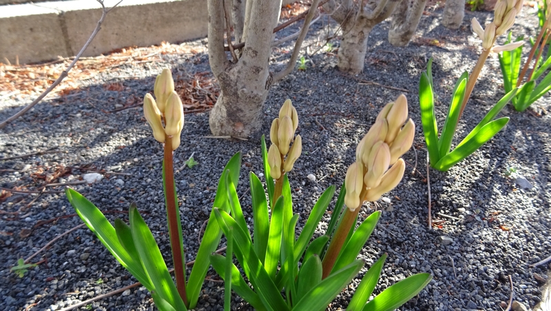 ヒヤシンスの蕾 川崎市幸区創造のもり