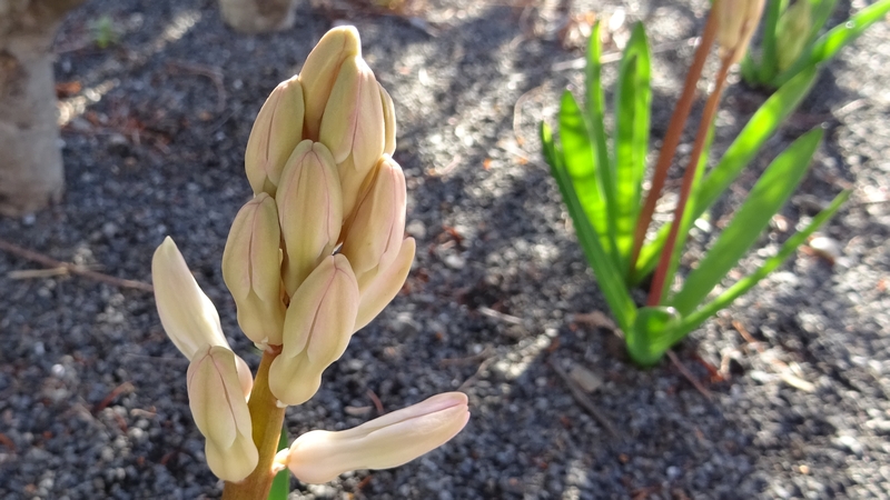 ヒヤシンスの蕾 川崎市幸区創造のもり