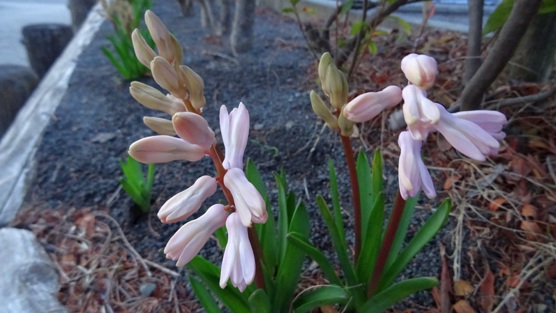 ヒヤシンスの蕾 川崎市幸区創造のもり
