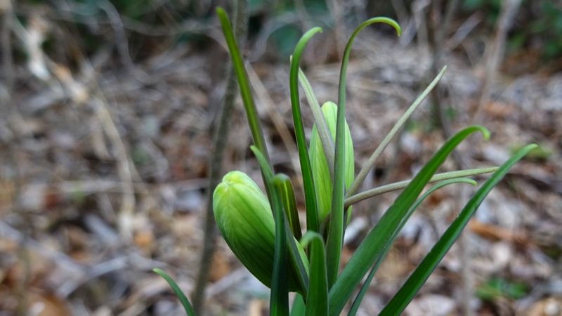 アミガサユリの蕾 横浜市旭区今宿南町