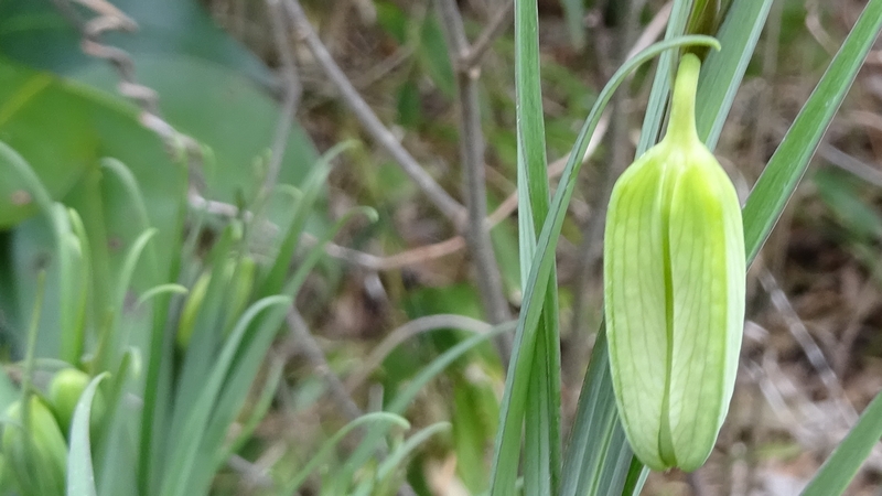 アミガサユリの蕾 横浜市旭区今宿南町