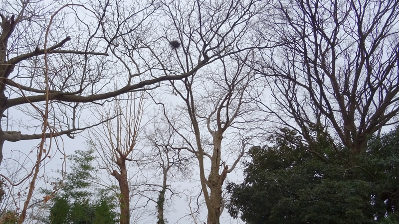 鳥の巣 横浜市旭区今宿南町