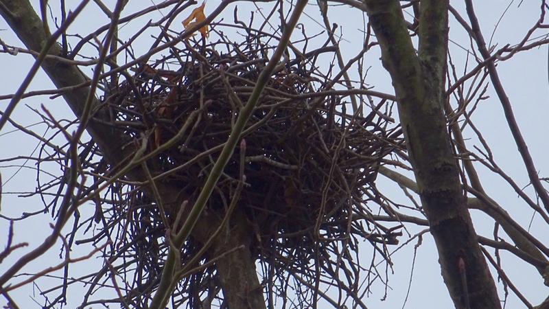 鳥の巣 横浜市旭区今宿南町