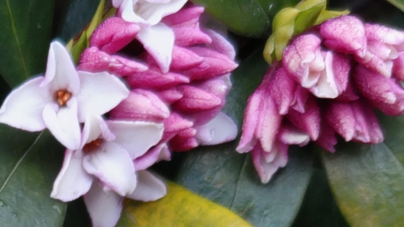 ジンチョウゲの花と蕾 横浜市旭区今宿南町