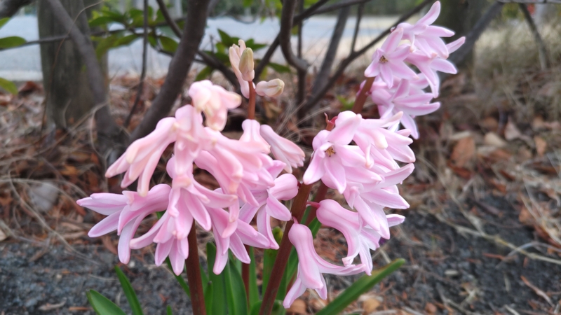 ヒヤシンスの花 川崎市幸区創造のもり