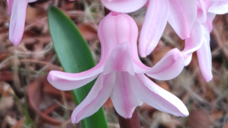 ヒヤシンスの花 川崎市幸区創造のもり