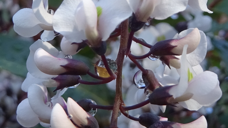 ヒトツバマメの花と蕾 川崎市幸区さいわいふるさと公園