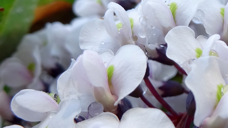 ヒトツバマメの花 川崎市幸区さいわいふるさと公園