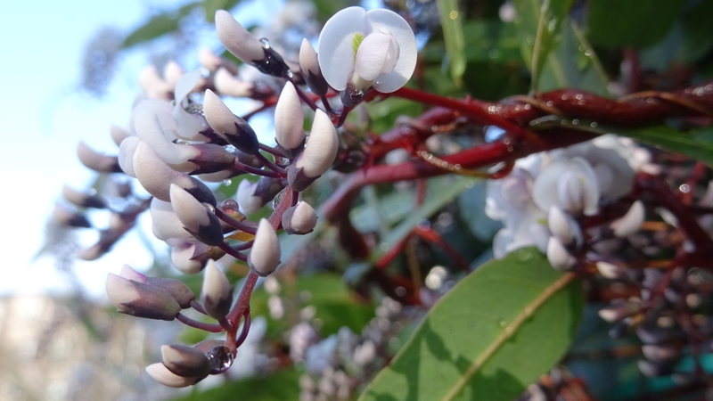 ヒトツバマメの花 川崎市幸区さいわいふるさと公園