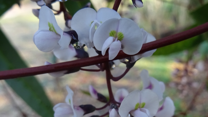 ヒトツバマメの花 川崎市幸区さいわいふるさと公園
