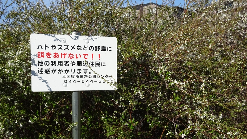 ユキヤナギの花と掲示物 川崎市幸区さいわいふるさと公園