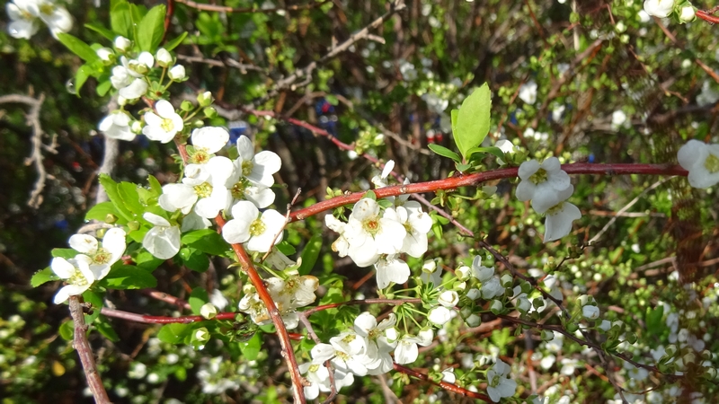 ユキヤナギの花 川崎市幸区さいわいふるさと公園