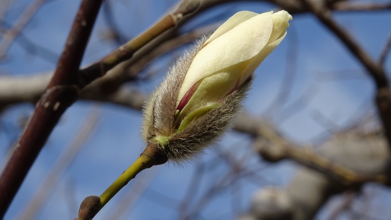 ハクモクレンの蕾 川崎市幸区さいわいふるさと公園