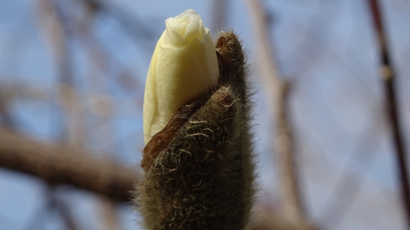 ハクモクレンの蕾 川崎市幸区さいわいふるさと公園