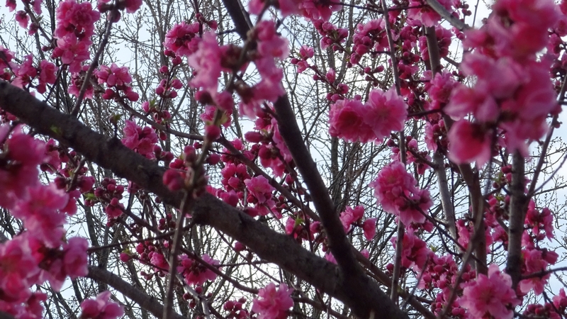 ハナモモの花 川崎市幸区さいわいふるさと公園